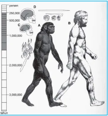 Gambar 1.37 Profil Homo erectus.