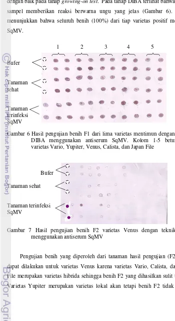 Gambar 6 Hasil pengujian benih F1 dari lima varietas mentimun dengan metode 
