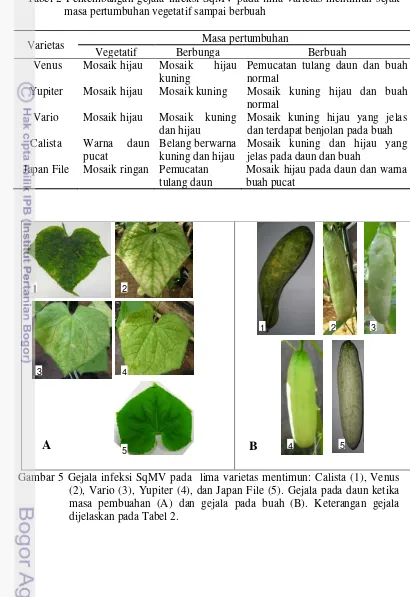 Tabel 2 Perkembangan gejala infeksi SqMV pada lima varietas mentimun sejak masa pertumbuhan vegetatif sampai berbuah 