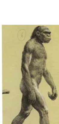 Gambar  2.1Meganthropus Palaeojavanicus