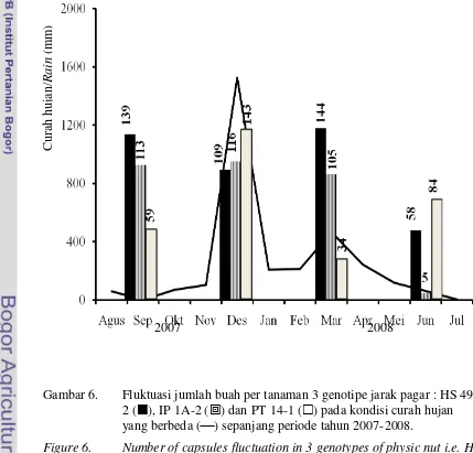 Gambar 6. Fluktuasi jumlah buah per tanaman 3 genotipe jarak pagar : HS 49-