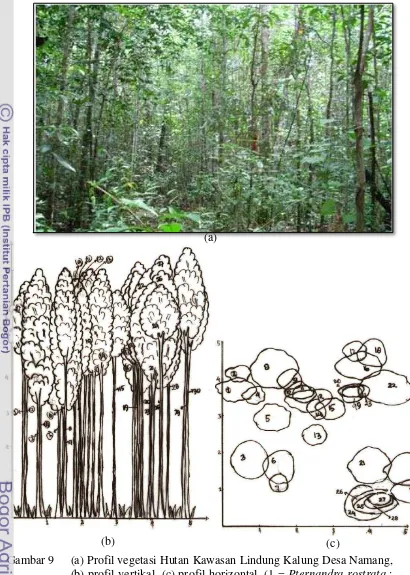 Gambar 9 (a) Profil vegetasi Hutan Kawasan Lindung Kalung Desa Namang, 