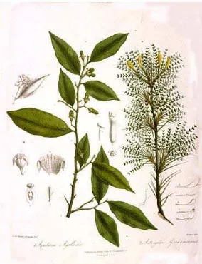 Gambar 1.  Aquilaria malaccensis. 