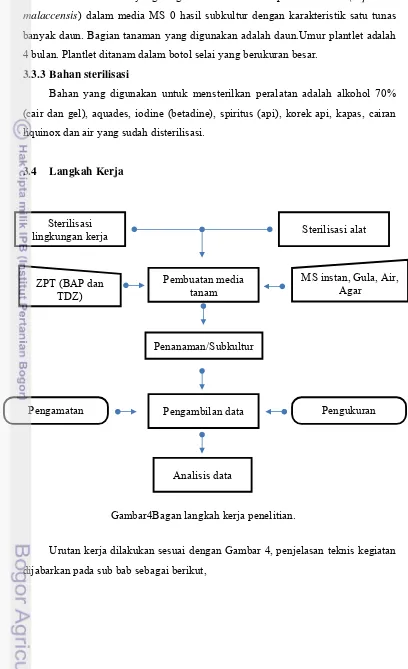 Gambar4Bagan langkah kerja penelitian.