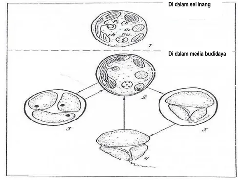 Gambar 4. Skema Siklus Hidup Zooxanthellae 