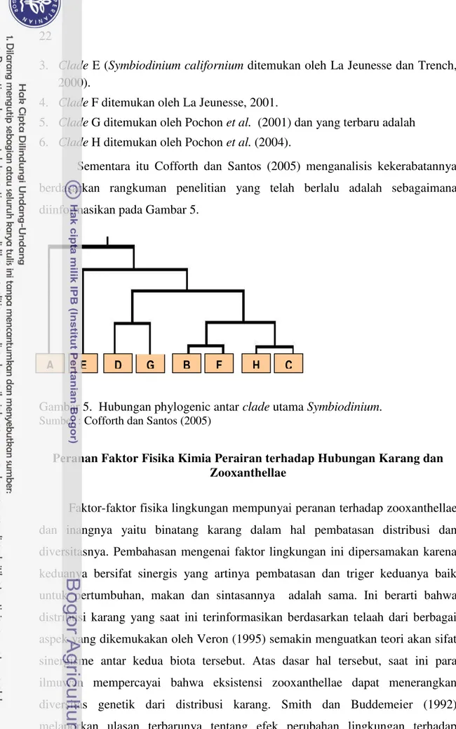 Gambar 5.  Hubungan phylogenic antar clade utama Symbiodinium.  Sumber : Cofforth dan Santos (2005) 