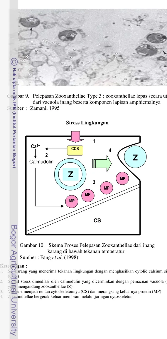 Gambar 10.   Skema Proses Pelepasan Zooxanthellae dari inang  karang di bawah tekanan temperatur 