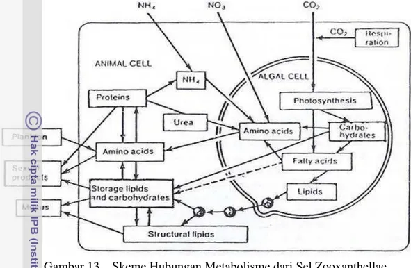 Gambar 13.   Skeme Hubungan Metabolisme dari Sel Zooxanthellae  dalam Inang Polip 