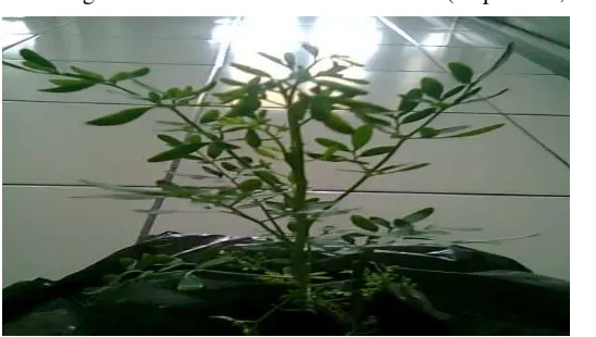 Gambar 1. Tanaman inggu (Ruta angustifolia L.) 