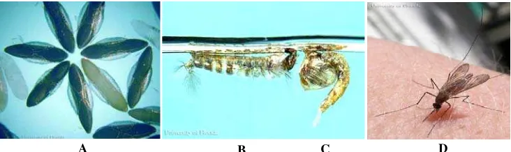 Gambar 2. Siklus hidup nyamuk Anopheles sp. A. Telur; B. Larva; C. Pupa; D. Nyamuk dewasa 