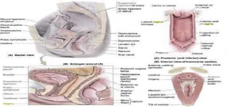 Gambar 2.1 Gambaran Anatomi Organ Reproduksi Wanita