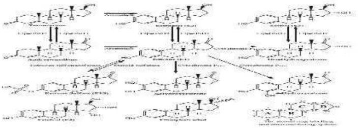 Gambar 2.5 Jalur Metabolisme Estrogen. Terdapat variasi spesifik-jaringan.O-metiltransferase