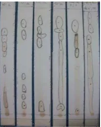 Gambar  8  Profil kromatogram fraksi air daun salam  dengan eluen  (metanol:air) berbagai perbandingan diamati dengan lampu UV pada panjang gelombang 254 dan 366 nm : 9:1 (1), 8:2 (2), 7:3 (3), 6:4 (4), 5:5 (5), 1:9 (6)