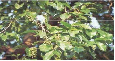 Gambar  1  Tanaman salam (Eugenia polyantha). 