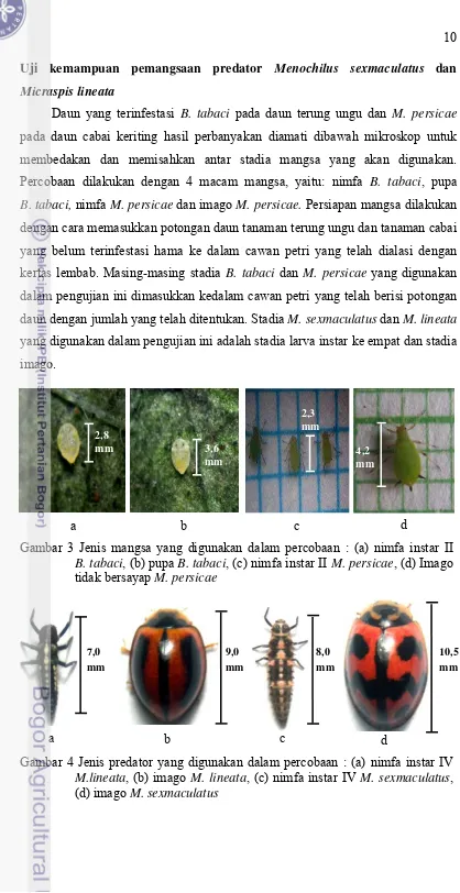 Gambar 3 Jenis mangsa yang digunakan dalam percobaan : (a) nimfa instar II   