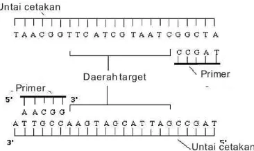 Gambar 2.5.  Perpanjangan DNA. Sumber : Kusuma (2010). 