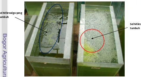 Gambar 7. Air Sebelum (A) dan Sesudah Ditumbuhi Mikroalga (B) 
