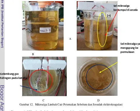 Gambar 12.  Mikroalga Limbah Cair Peternakan Sebelum dan Sesudah elektrokoagulasi 