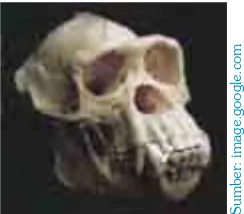 Gambar 2.7Pithecantropus erectus