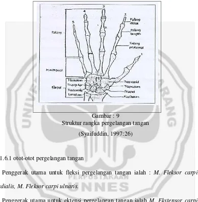 Gambar : 9 Struktur rangka pergelangan tangan 