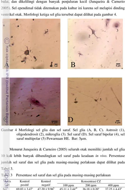 Gambar 4 Morfologi sel glia dan sel saraf. Sel glia (A, B, C). Astrosit (1), 