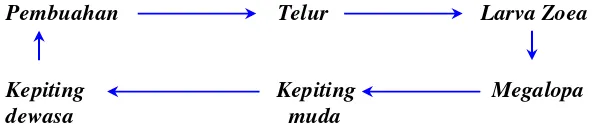 Gambar 4 Diagram siklus hidup kepiting bakau. 