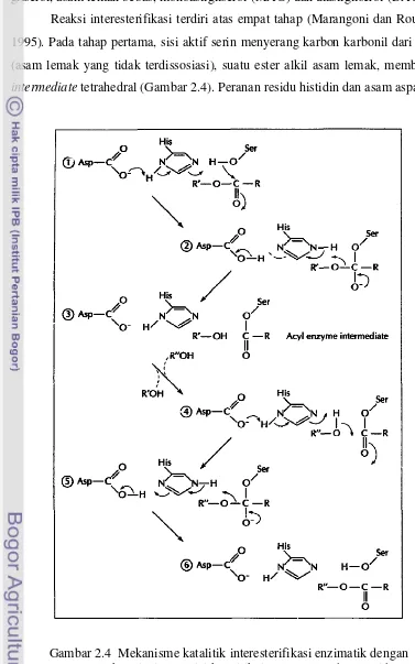 Gambar 2.4  Mekanisme katalitik interesterifikasi enzimatik dengan                    katalis lipase