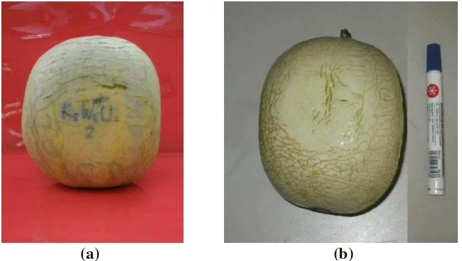 Gambar 6. (a) Melon dengan Perlakuan  Kotak Besar saat 2 MSA (P4) (b)Melon dengan Perlakuan  Kotak Besar saat 1 MSA (P3) 