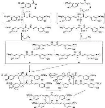 Gambar 6- Proses delokalisasi radikal (stabilisasi spesies radikal) pada kurkumin (Masuda et al., 1999) 