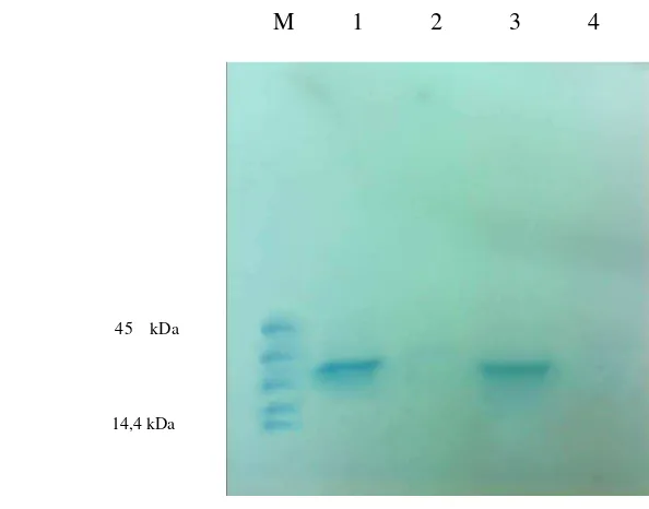 Gambar 8 Hasil analisis pita protein CyMV dengan Elektroforesis Gel Komposit 
