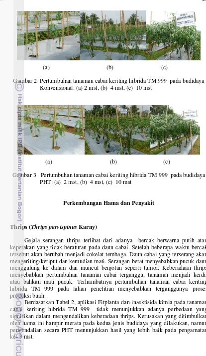 Gambar 3   Pertumbuhan tanaman cabai keriting hibrida TM 999  pada budidaya 