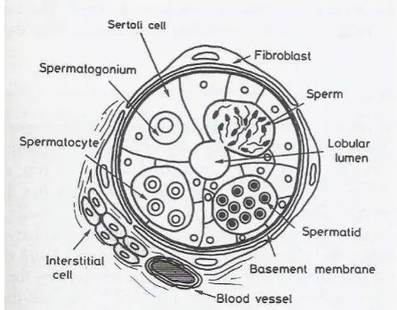 Gambar 3 Struktur sel pembangun testes pada ikan (Basuki  2011). 