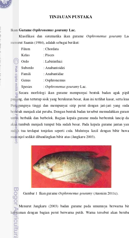 Gambar 1  Ikan gurame Osphronemus gouramy (Anonim 2011c). 
