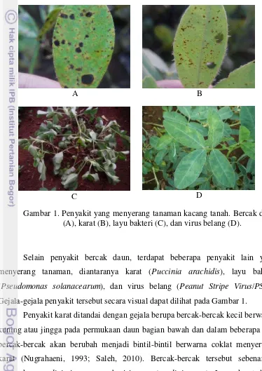 Gambar 1. Penyakit yang menyerang tanaman kacang tanah. Bercak daun 