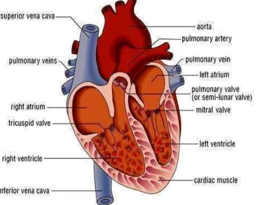 Gambar 2.1 Anatomi Jantung (Arsana, 2013) 