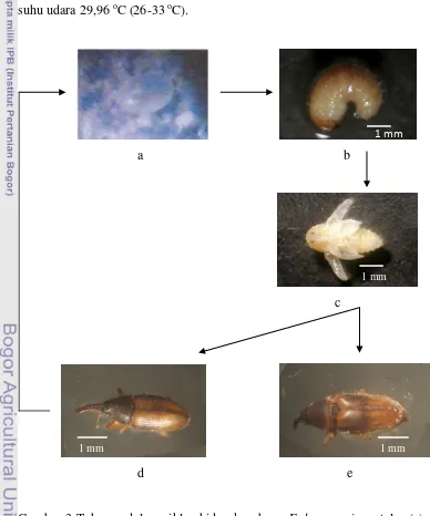 Gambar 3 Tahapan dalam siklus hidup kumbang E. kamerunicus: telur (a), larva 