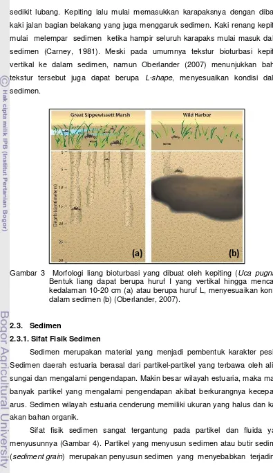 Gambar 3  Morfologi liang bioturbasi yang dibuat oleh kepiting (Uca pugnax). 