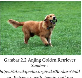 Gambar 2.2 Anjing Golden Retriever 