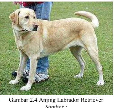 Gambar 2.3 Anjing Siberian Husky 