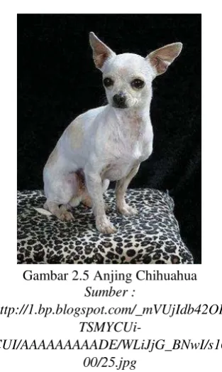 Gambar 2.5 Anjing Chihuahua 