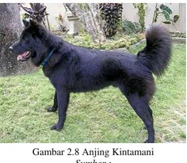 Gambar 2.8 Anjing Kintamani 