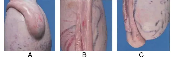 Gambar 4  Anatomi epididimis. Bagian-bagian epididimis terdiri atas A.Kaput, B.Korpus, 