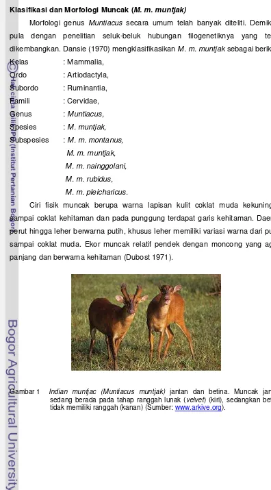 Gambar 1 Indian muntjac (Muntiacus muntjak) jantan dan betina. Muncak jantan 