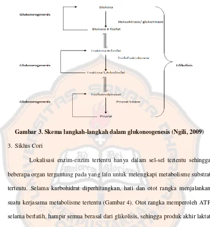Gambar 3. Skema langkah-langkah dalam glukoneogenesis (Ngili, 2009)