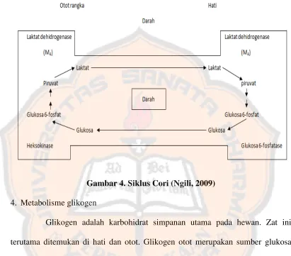 Gambar 4. Siklus Cori (Ngili, 2009)