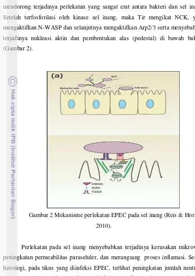 Gambar 2 Mekanisme perlekatan EPEC pada sel inang (Reis & Horn 