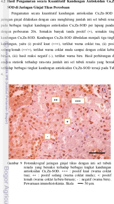Gambar 9 Fotomikrograf jaringan ginjal tikus dengan inti sel tubuli 