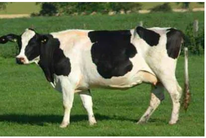 Gambar 1. Sapi Friesian Holstein 