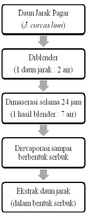 Gambar 7.  Proses Pembuatan Ekstrak Daun Jarak 