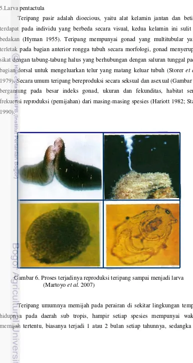 Gambar 6. Proses terjadinya reproduksi teripang sampai menjadi larva 
